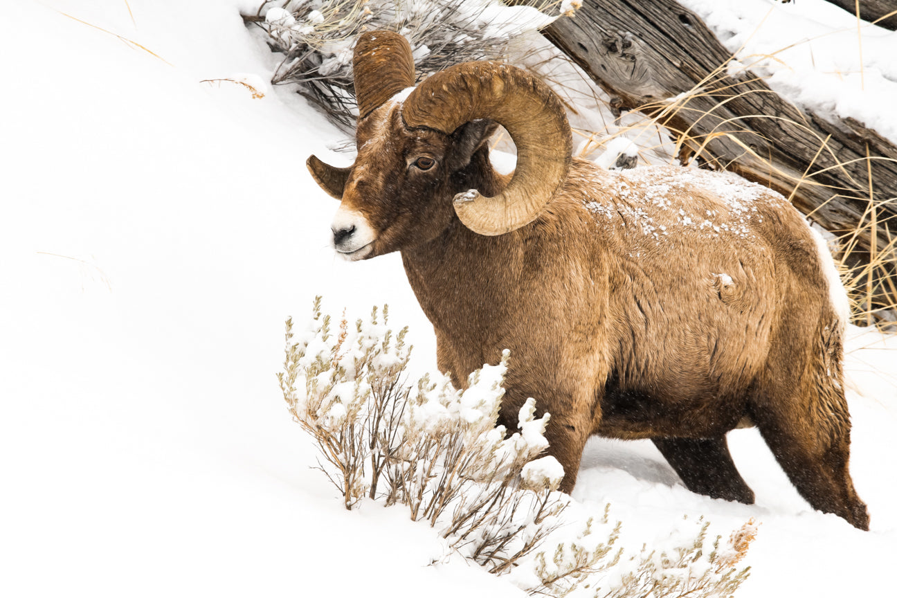 Bighorn Sheep