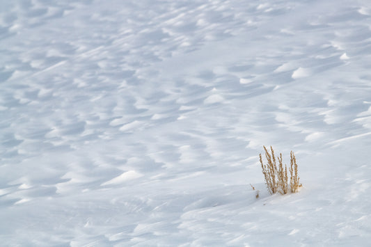 Winter Sage