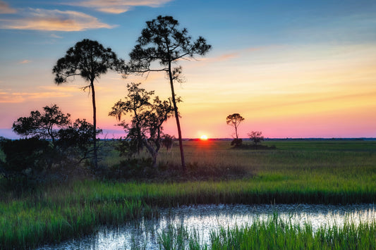 Harbor Island Marsh