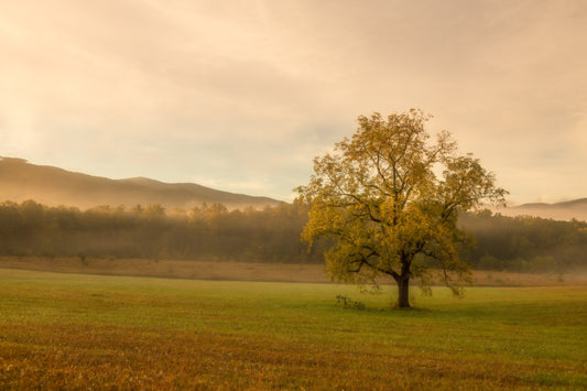 Cades Cove Amber Morning