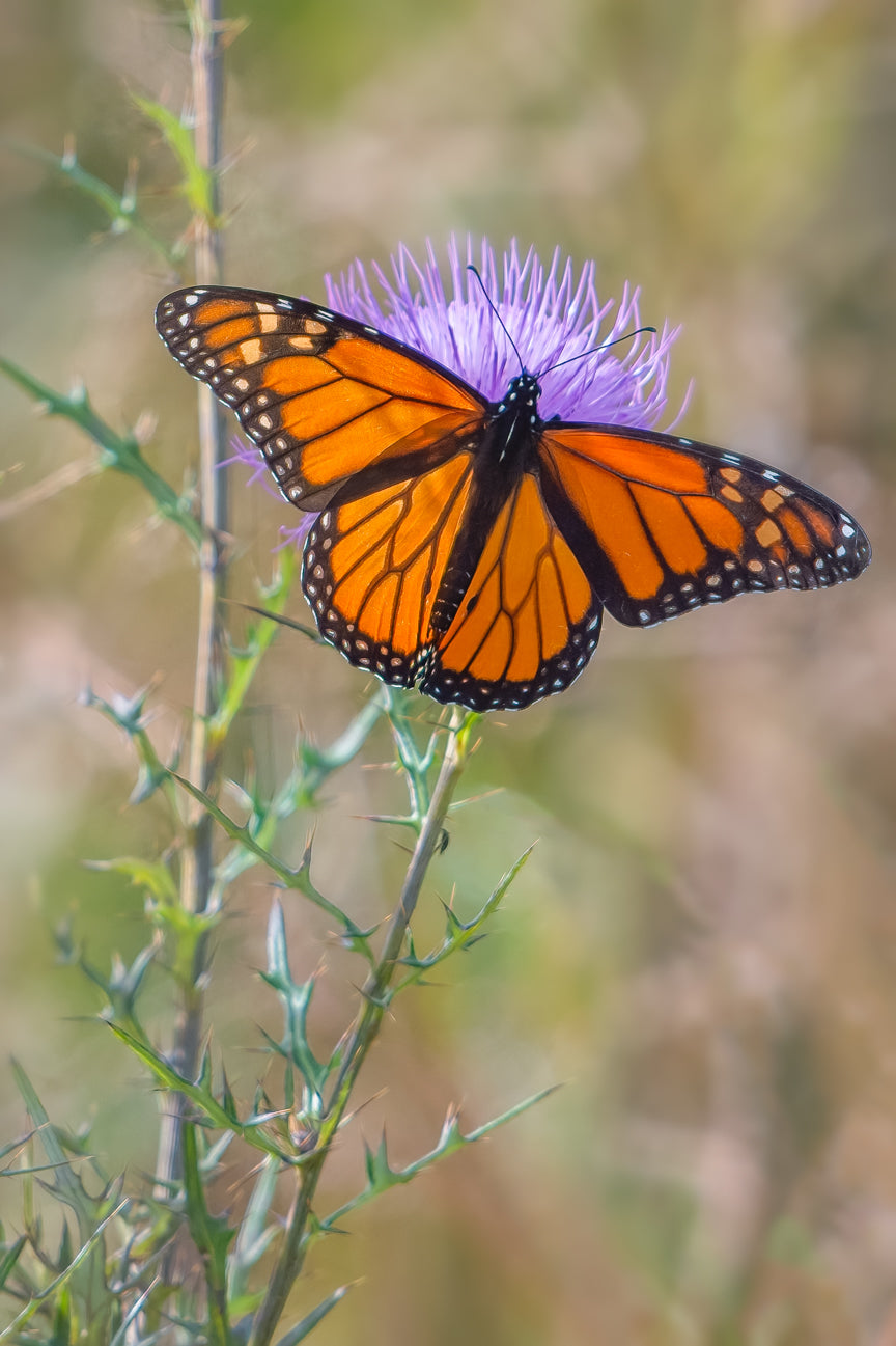 Monarch Butterfly II