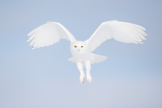 Angel in the Sky