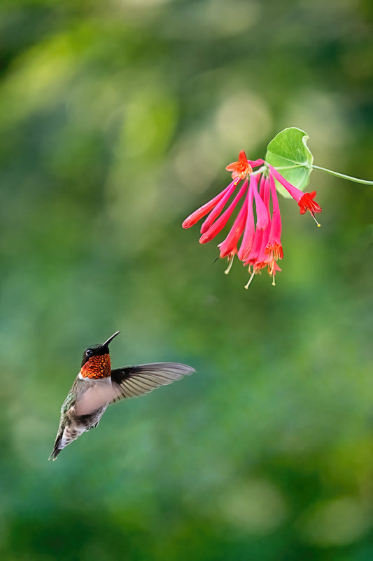 Garden Jewel