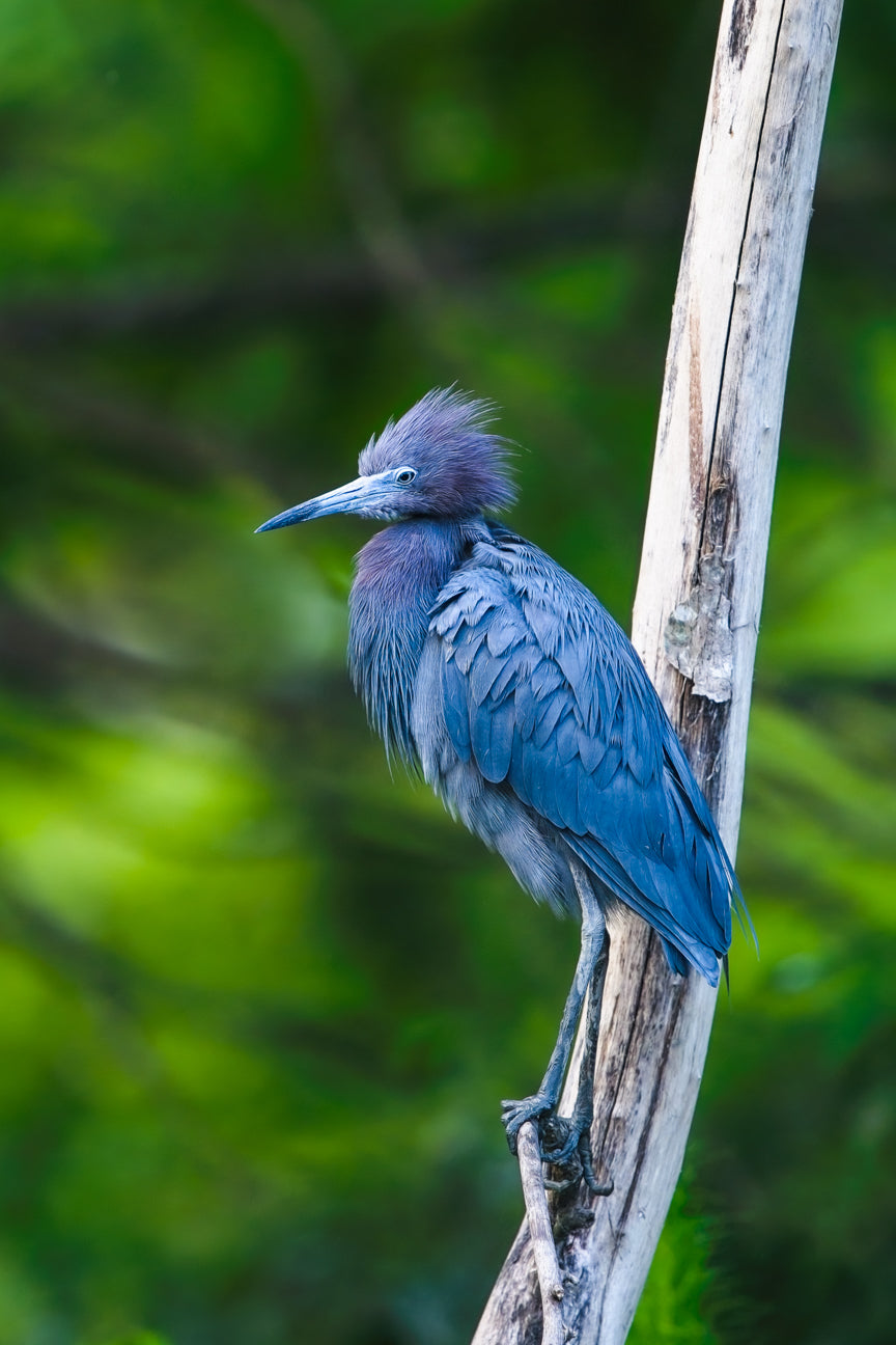 Little Blue Heron