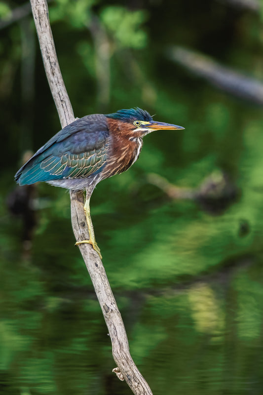 Green Heron