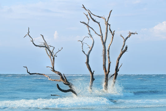 Sunrise on the Ghost Forrest