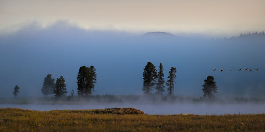 Sunrising in Hayden Valley