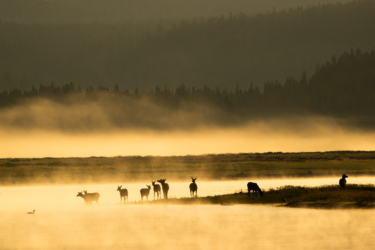 Elk on the Yellowstone River