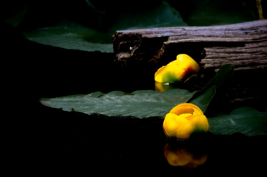 Yellow Pond Lily