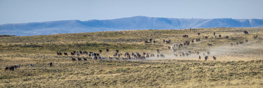 Running to the Waterhole