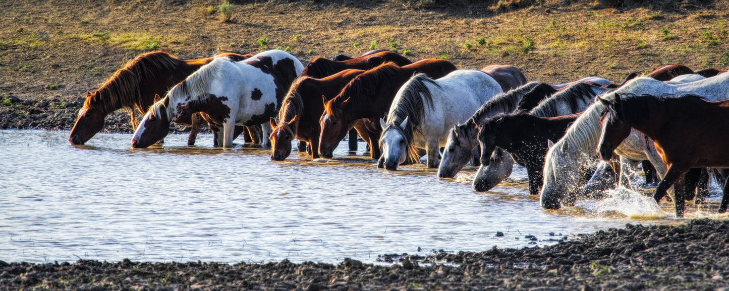 Conant Creek Waterhole