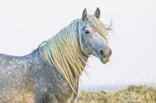 King of the High Plains II