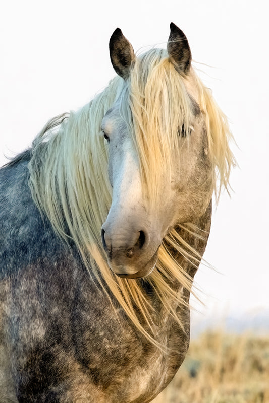 King of the High Plains