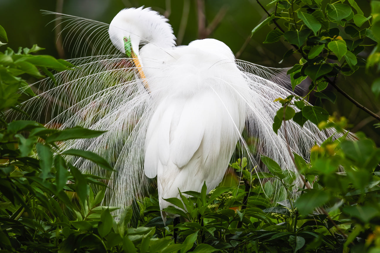 Preening