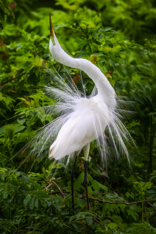 Egret Dance