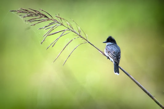 Eastern Kingbird