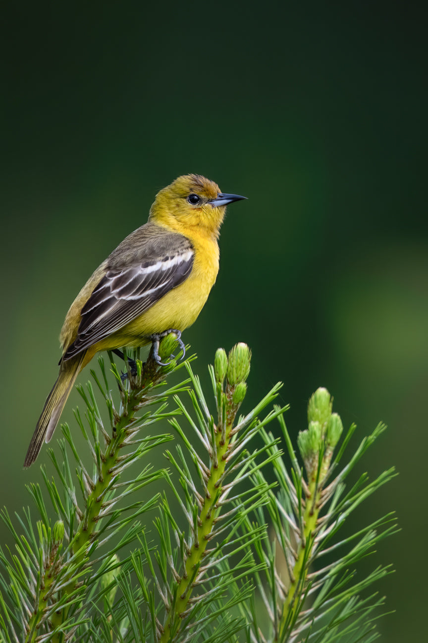 Pine Warbler