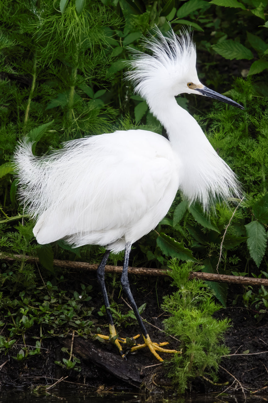 Snowy Egret