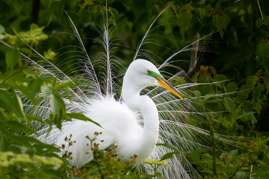 Courtship Display of the White Egret