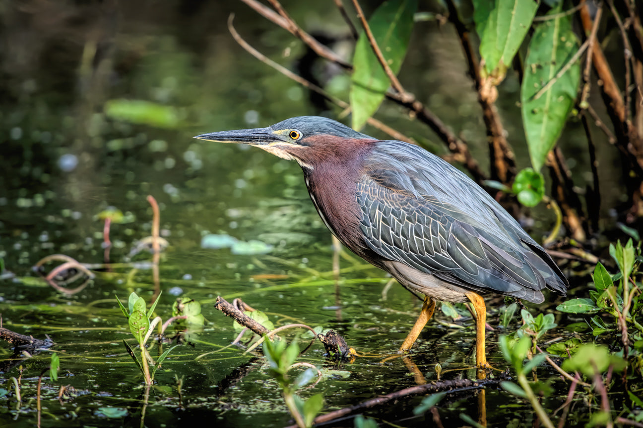 Green Heron II