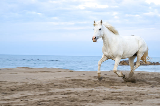 Morning Gallop