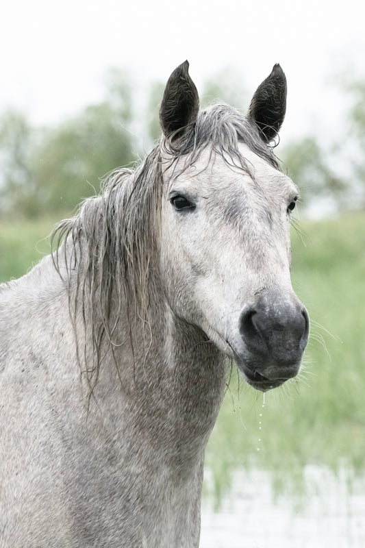 Gray Colt