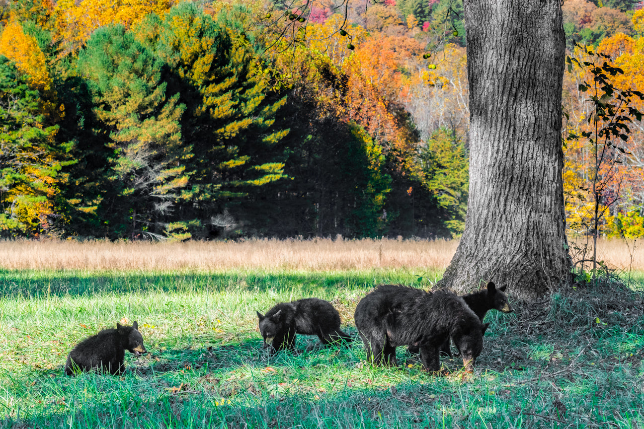 Cades Cove Little Smokies