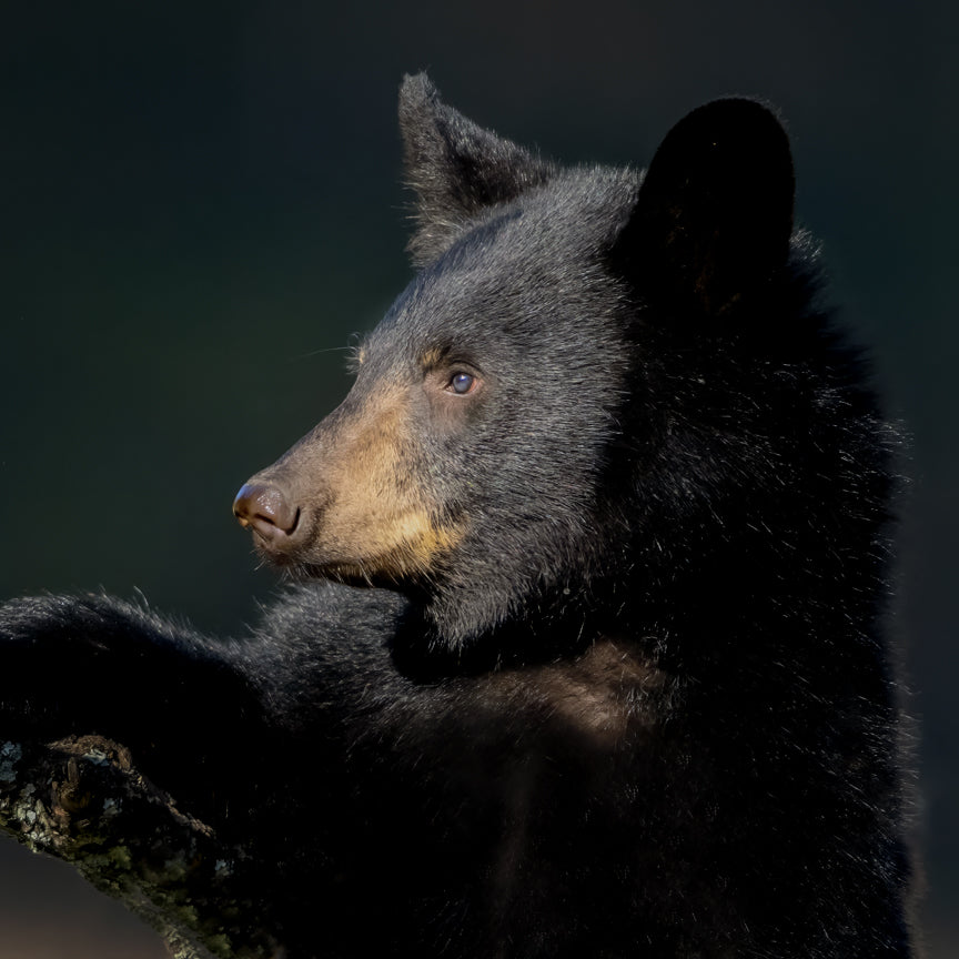 Black Bears