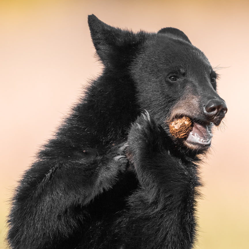 Black Bears