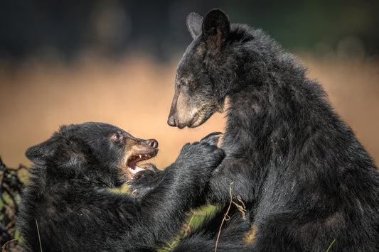 Cub Chaos