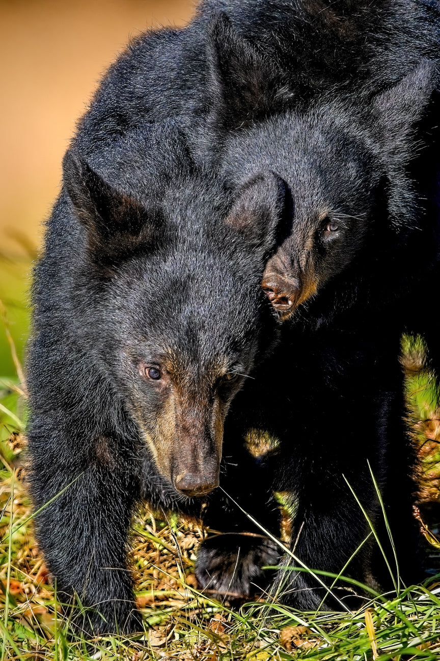 Bear Cubs Wrestling Match