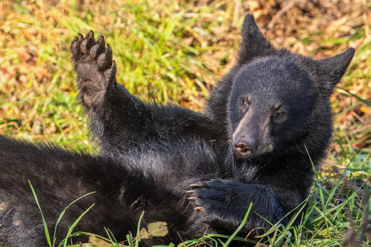 Nature's Rough-and-Tumble