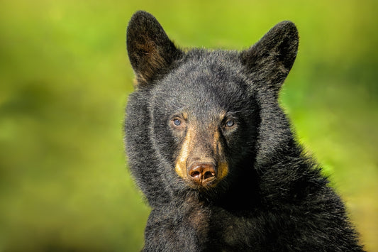 Cades Cove's Little Rascal
