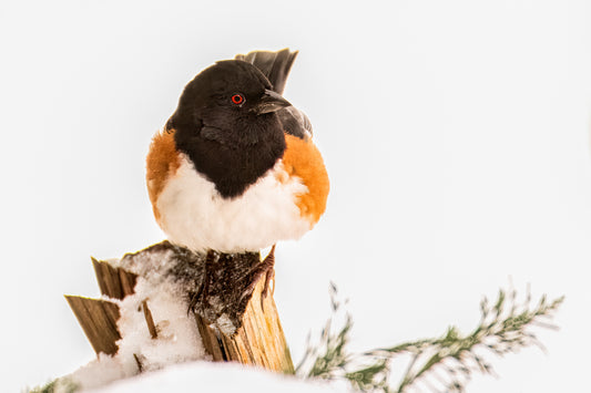 Towhee