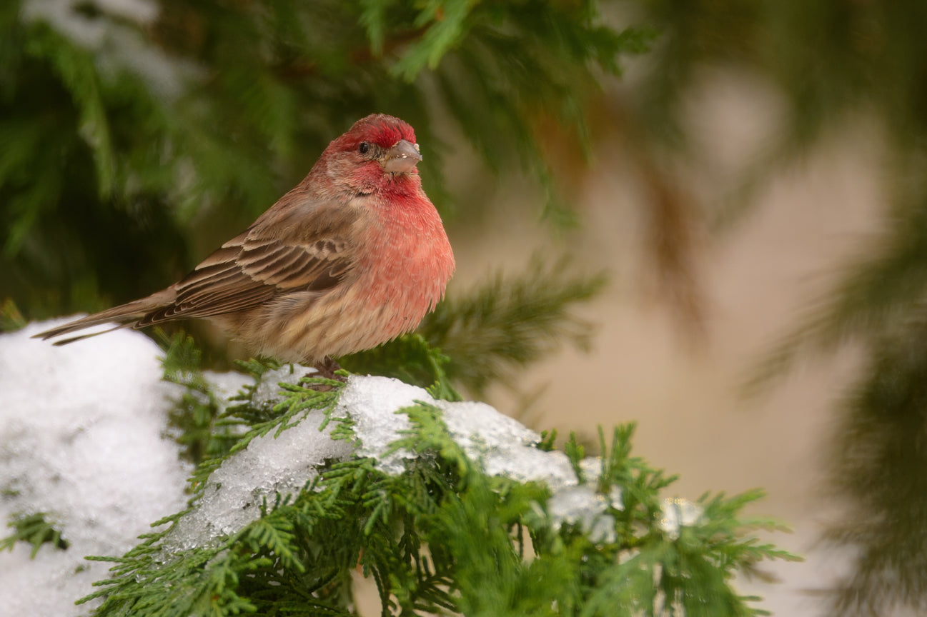 House Finch