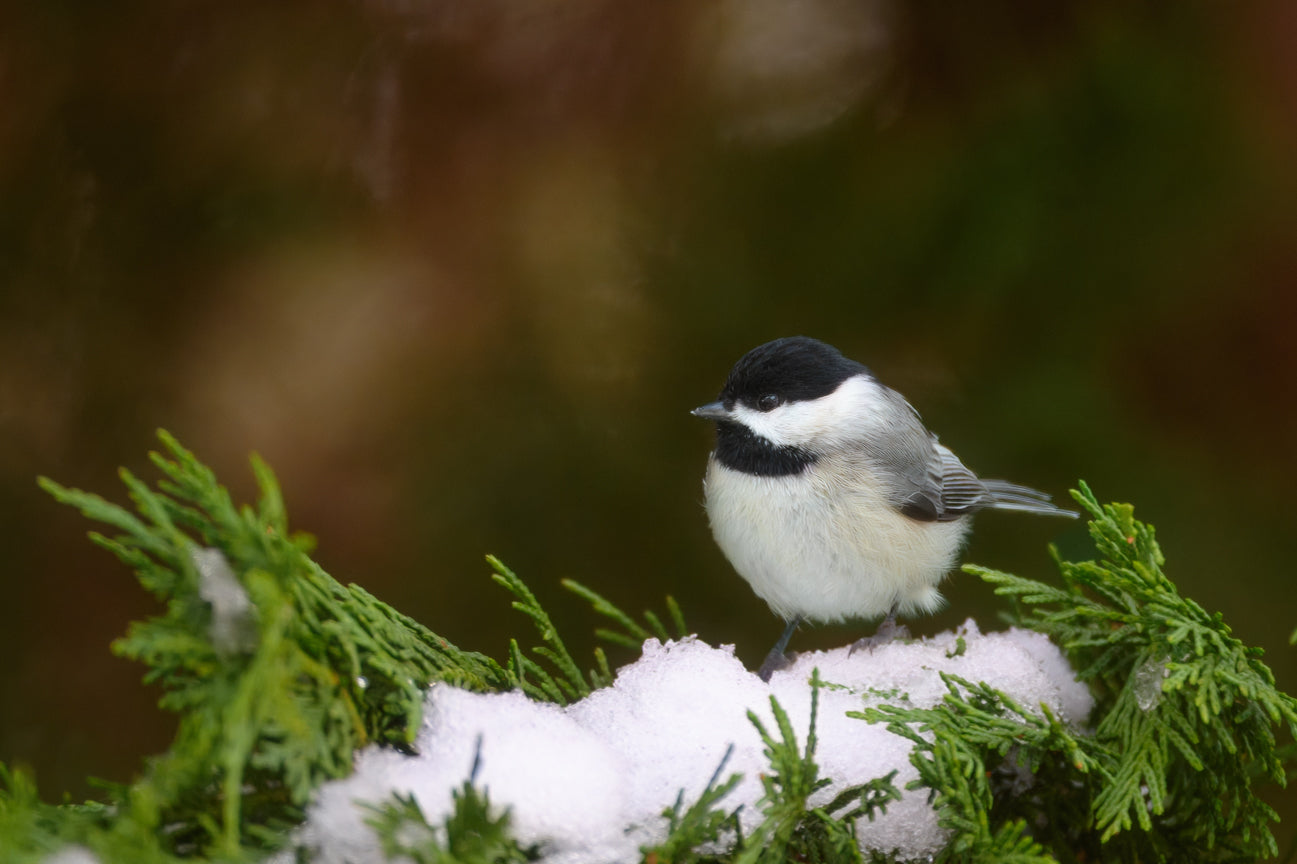 Carolina Chickadee