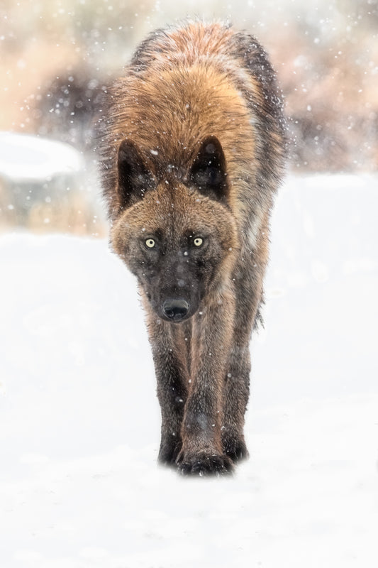 Black Wolf