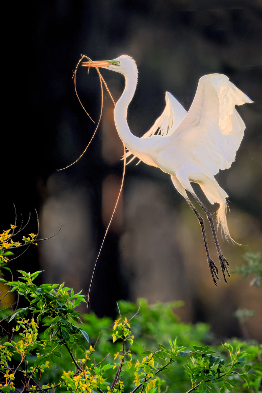 Egret's Nest Building Journey