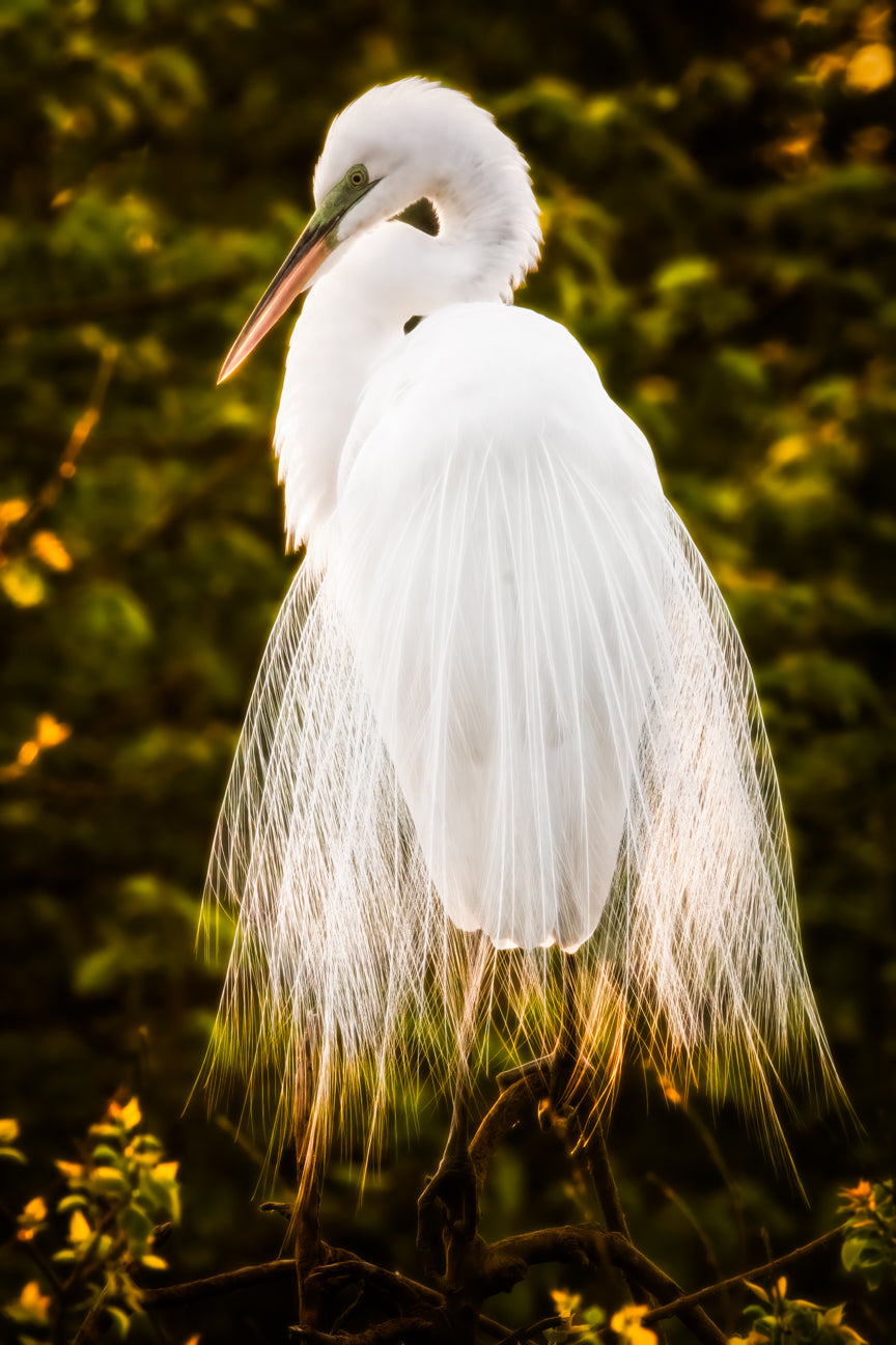 The Wedding Dress