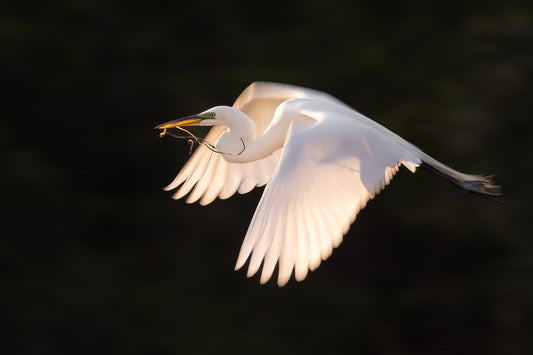 Egret's Aerial Construction