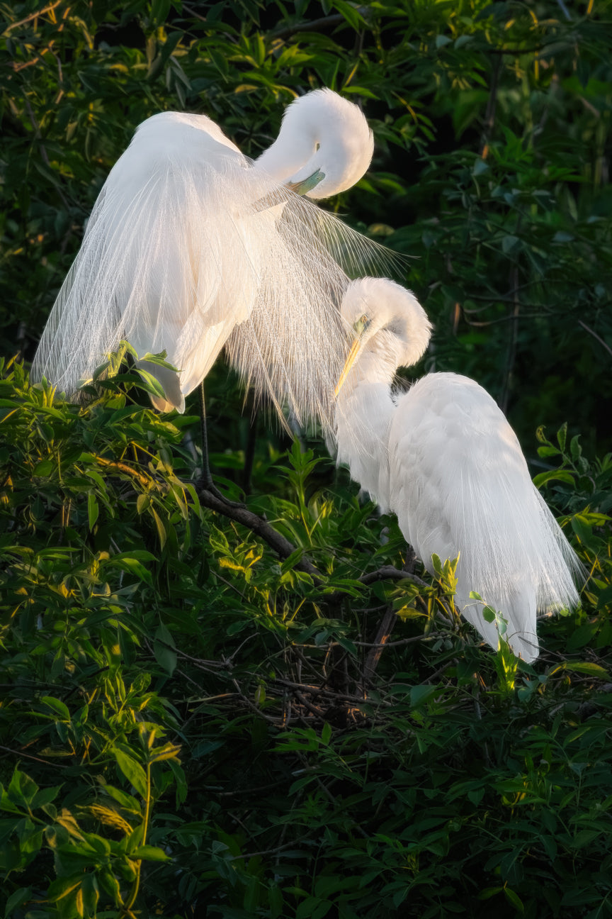 Egret's Romantic Ritual