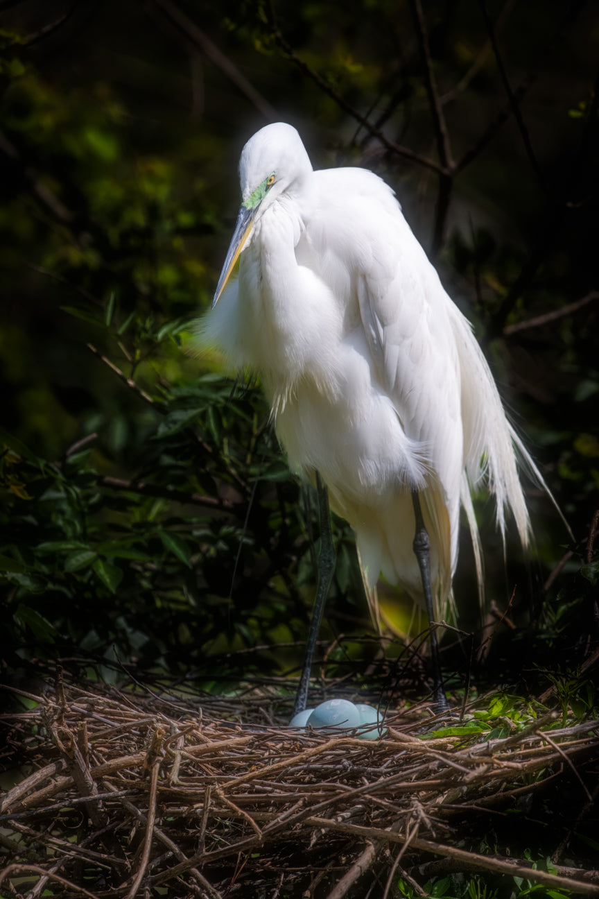 Egret's Nesting Vigil