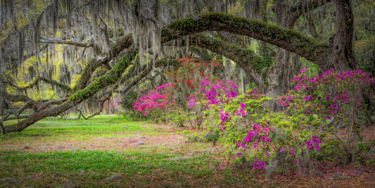 The Arches of Oaks