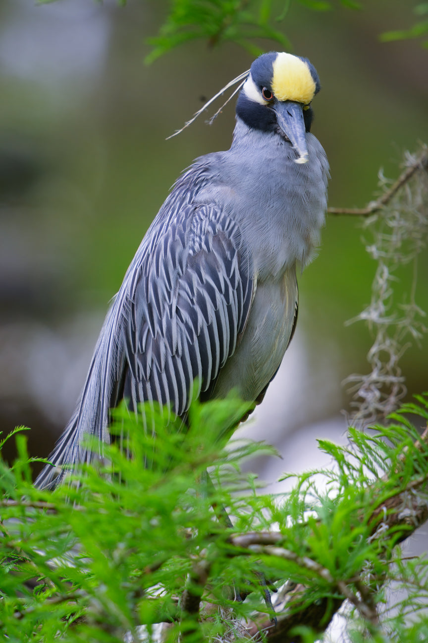 Yellow-crowned Night Heron