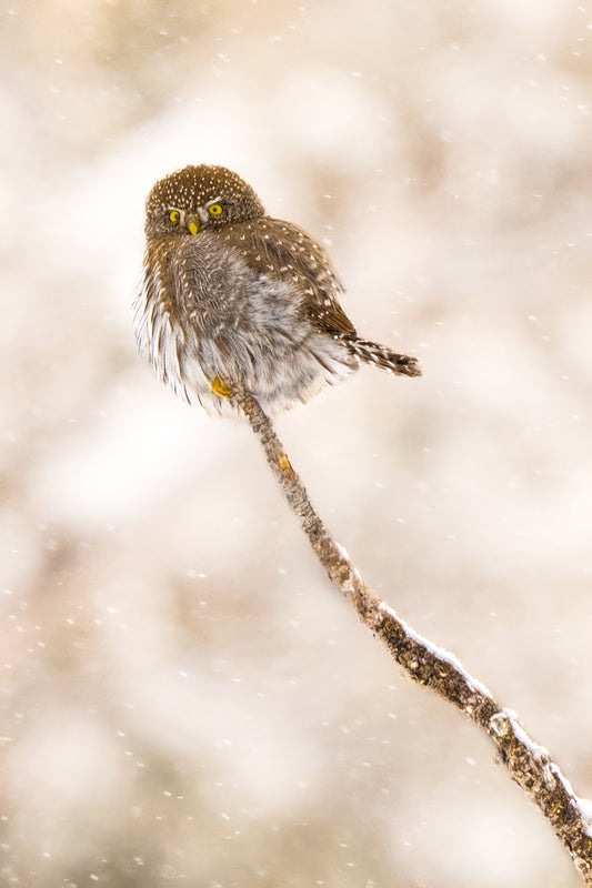 Pygmy Owl