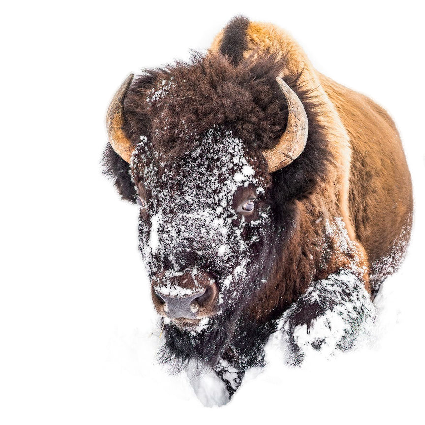 Bison in the Snow