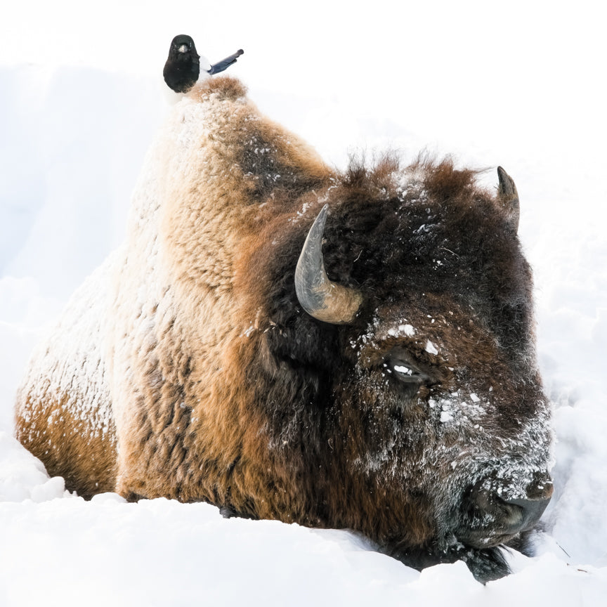 Bison in the Snow