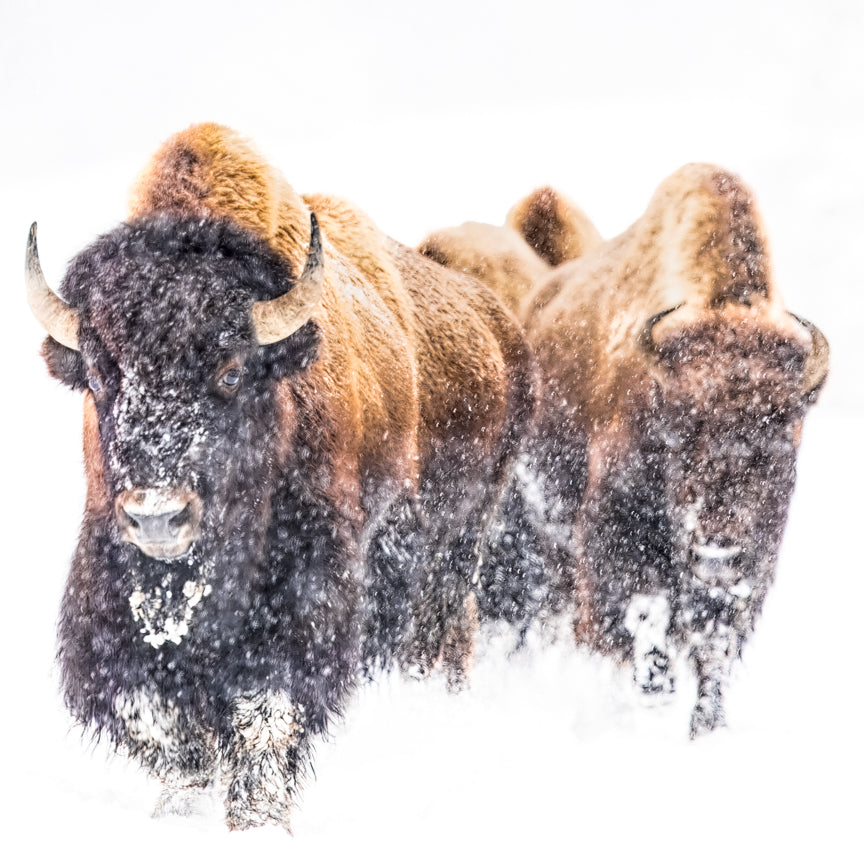 Bison in the Snow