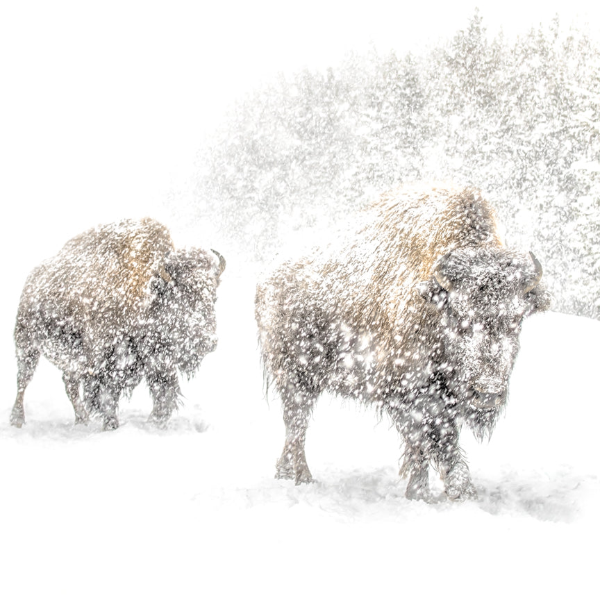 Bison in the Snow