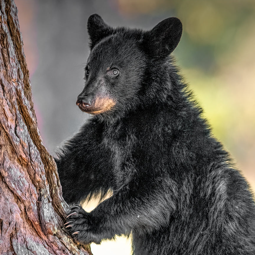 Black Bears